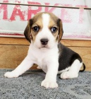 Trikolorní beagle štěňata  Trikolorní beagle štěňata