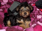 Krásný yorkie samci a samice štěňata k dispozici na prodej Krásný yorkie samci a samice štěňata k dispozici na prodej