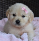 N�dhern� �t��ata zlat�ho retr�vra na prodej