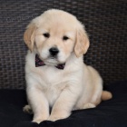 �t��ata zlat�ho retr�vra na prodej. �t��ata jsou zdrav� a o�kovan�. Nyn� jsou p�ipraveni j�t do sv�ho nov�ho domova.  Kr�sn� pes a �ena �t��ata zlat�ho retr�vra