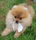 POMERANIAN POMERANIAN