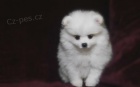 Pomeranian štěňata (miniaturní) Pomeranian štěňata (miniaturní)