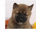 štěňata shiba inu štěňata shiba inu