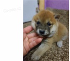 štěňata shiba inu štěňata shiba inu