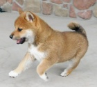 N�dhern� �t��ata ps� a fen Shiba Inu na prodej.