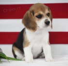 Kr�sn� modr� o�i �t��at trikol�ry Beagle
