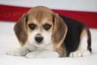 Kr�sn� modr� o�i �t��at trikol�ry Beagle