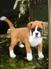 Krásná štěňata německého Boxer na prodej Krásná štěňata německého Boxer na prodej