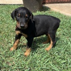 Nádherná štěňata dobermanů a samic k adopci Nádherná štěňata dobermanů a samic k adopci