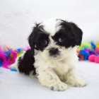 Kr�sn� pes a fena miniaturn� �t��ata Shih Tzu