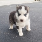 Kr�sn� samec a samice miniaturn� �t��ata sibi�sk�ho husky s modr�ma o�ima