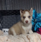 Kr�sn� samec a samice miniaturn� �t��ata sibi�sk�ho husky s modr�ma o�ima