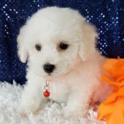 Bichon frize štěňata na prodej Bichon frize štěňata na prodej