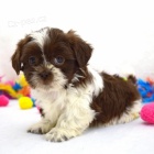 Andělská štěňátka Shih Tzu jsou připravena jít. Andělská štěňátka Shih Tzu jsou připravena jít.