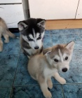 Zdravé a MODRÉ OČI sibiřský husky štěňata Zdravé a MODRÉ OČI sibiřský husky štěňata