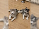 Prodej husky, FCI Prodej husky, FCI