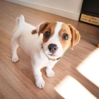 Štěňata Jack Russell teriéra Štěňata Jack Russell teriéra