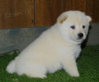 Krásná a zdravá štěňata Shiba Inu Krásná a zdravá štěňata Shiba Inu