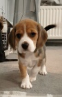 BEAGLE! BEAGLE! BEAGLE BEAGLE! BEAGLE! BEAGLE