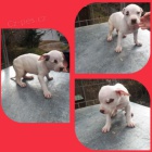 Pitbull �t��ata