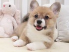 Pembroke Welsh Corgi Pembroke Welsh Corgi