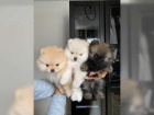 Pomeranian medvídek štěně Pomeranian medvídek štěně