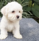 maltézská štěňata maltézská štěňata