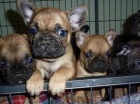 Francouzský buldoček štěňata na prodej Francouzský buldoček štěňata na prodej