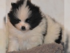 Pomeranian/špic štěňata Pomeranian/špic štěňata