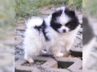 Pomeranian Sourozenci