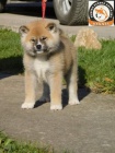 Japonská akita štěňata Japonská akita štěňata