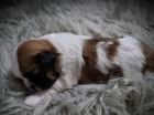 štěňata shih tzu štěňata shih tzu