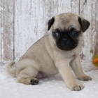 B�ov� kr�sn� �t��ata mopsl�ka