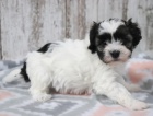 Rozkošná štěňátka Havanese na Vánoce Rozkošná štěňátka Havanese na Vánoce
