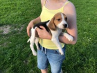 Sladká krásná miminka štěňata Beagle na prodej Sladká krásná miminka štěňata Beagle na prodej