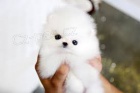 Pomeranian ŠTĚŇATA Pomeranian ŠTĚŇATA