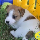 Jack Russell štěňata Jack Russell štěňata