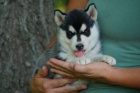 sibiřský husky štěňata sibiřský husky štěňata