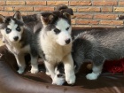 husky děti husky děti