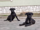 �t��ata Cane corso