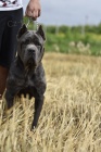 �t��ata Cane corso