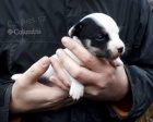Jack russell teriér Jack russell teriér