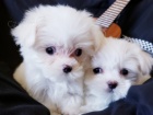 Bílé maltské štěňata na prodej Bílé maltské štěňata na prodej
