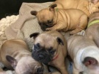 Francouzský buldoček štěňata na prodej Francouzský buldoček štěňata na prodej