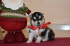 sibiřský husky štěňata sibiřský husky štěňata