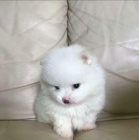 pudlí štěňata pudlí štěňata