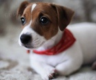 Jack Russell štěňata Jack Russell štěňata