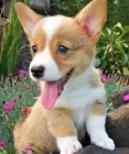 Štěňata Pembroke Welsh Corgi Štěňata Pembroke Welsh Corgi
