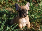 Francouzský buldoček štěňata na prodej Francouzský buldoček štěňata na prodej