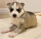 Sibi�sk� husky s rodokmenem VDH / DCNH / FCI